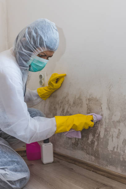 Best Mold Remediation for Healthcare Facilities  in Lambertville, NJ