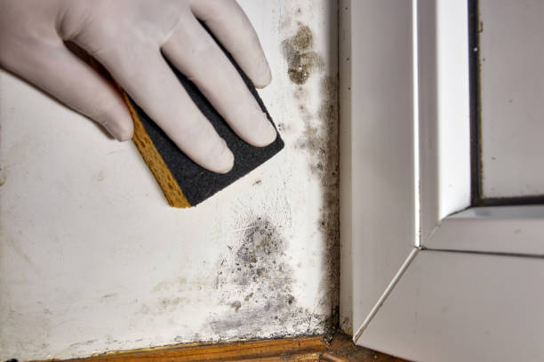 Mold Remediation for Vacation Homes in Lambertville, NJ